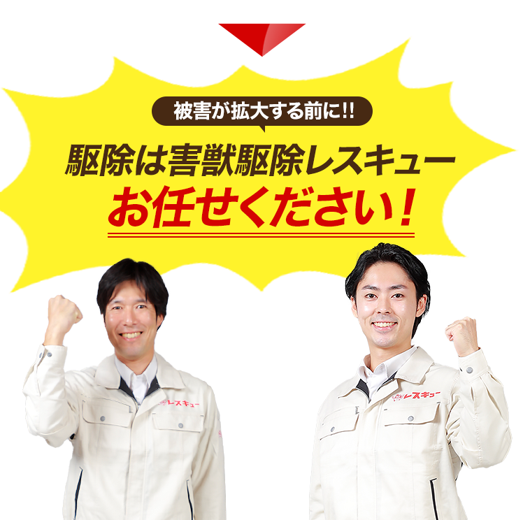 被害が大きくなる前に駆除は害獣駆除レスキューにお任せください!