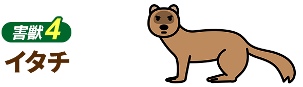 イタチ