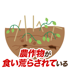 農作物が食い荒らされている