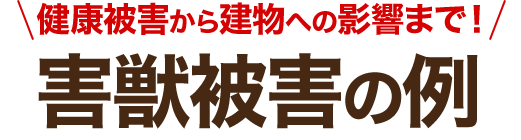 健康被害から建物への影響まで!害獣被害の例