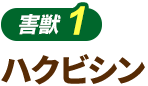 ハクビシン